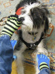 Cooper with my toe socks and Five Finger shoes