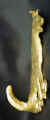 Smooth Collie, profile, side view