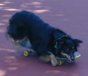 Cally skateboarding through the shade