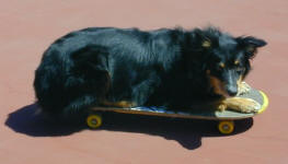 Cally skateboarding